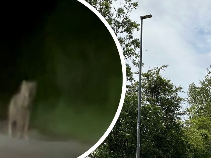 War ein Wolf am Harder Bodenseeufer unterwegs? Was der Wildbiologe dazu sagt.