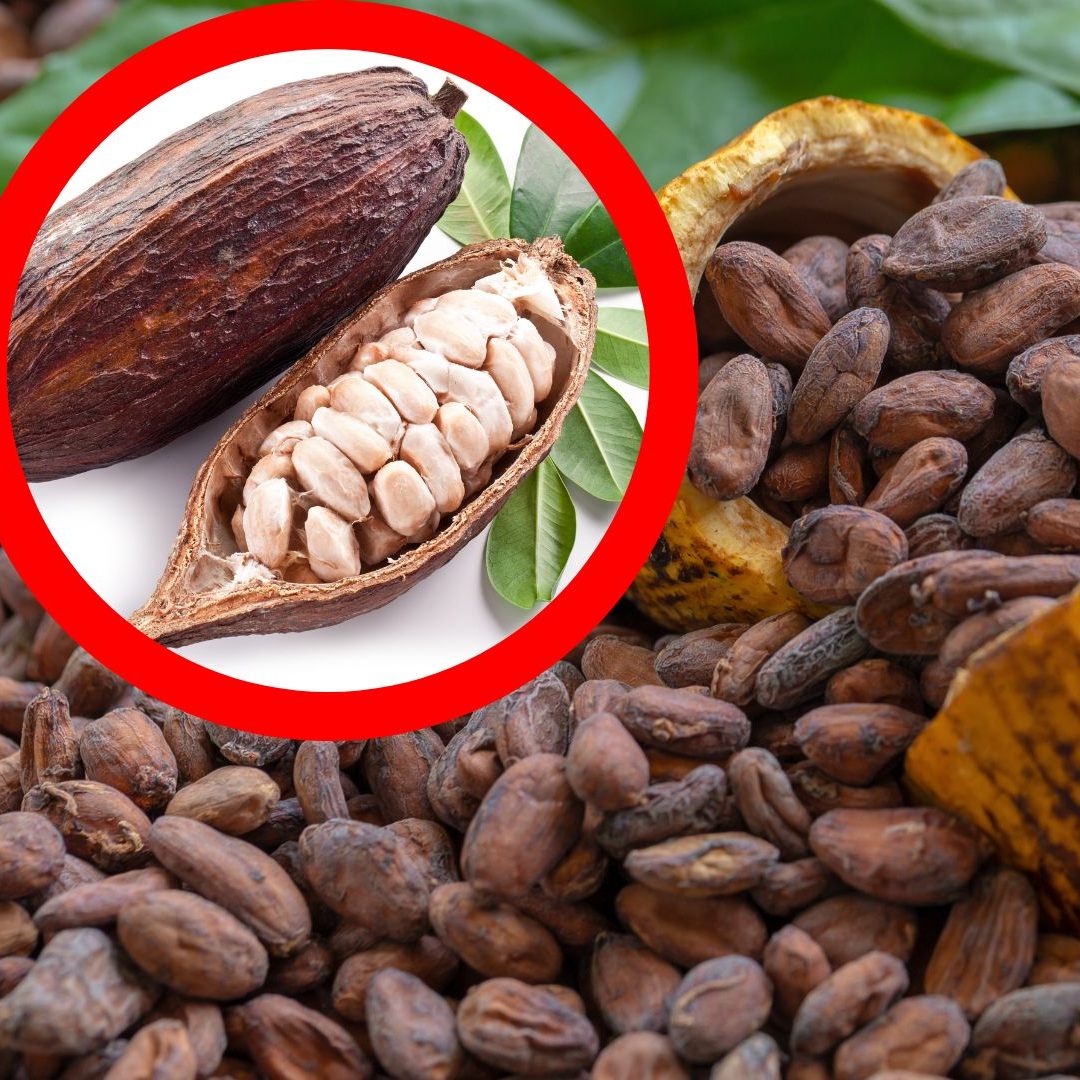 Neue Technologie für gesündere und umweltfreundlichere Schokolade