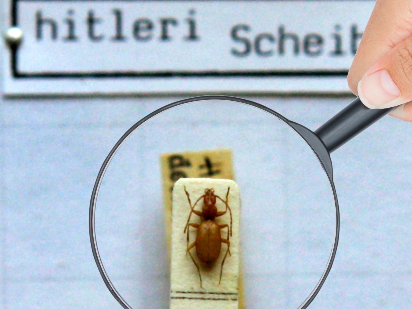 Ein kleiner brauner, augenloser Käfer wird wohl auch weiterhin nach Adolf Hitler benannt bleiben. Bisher habe es keine Anträge gegeben, wissenschaftliche Namen von Tierarten aus ethischen Gründen zu ändern