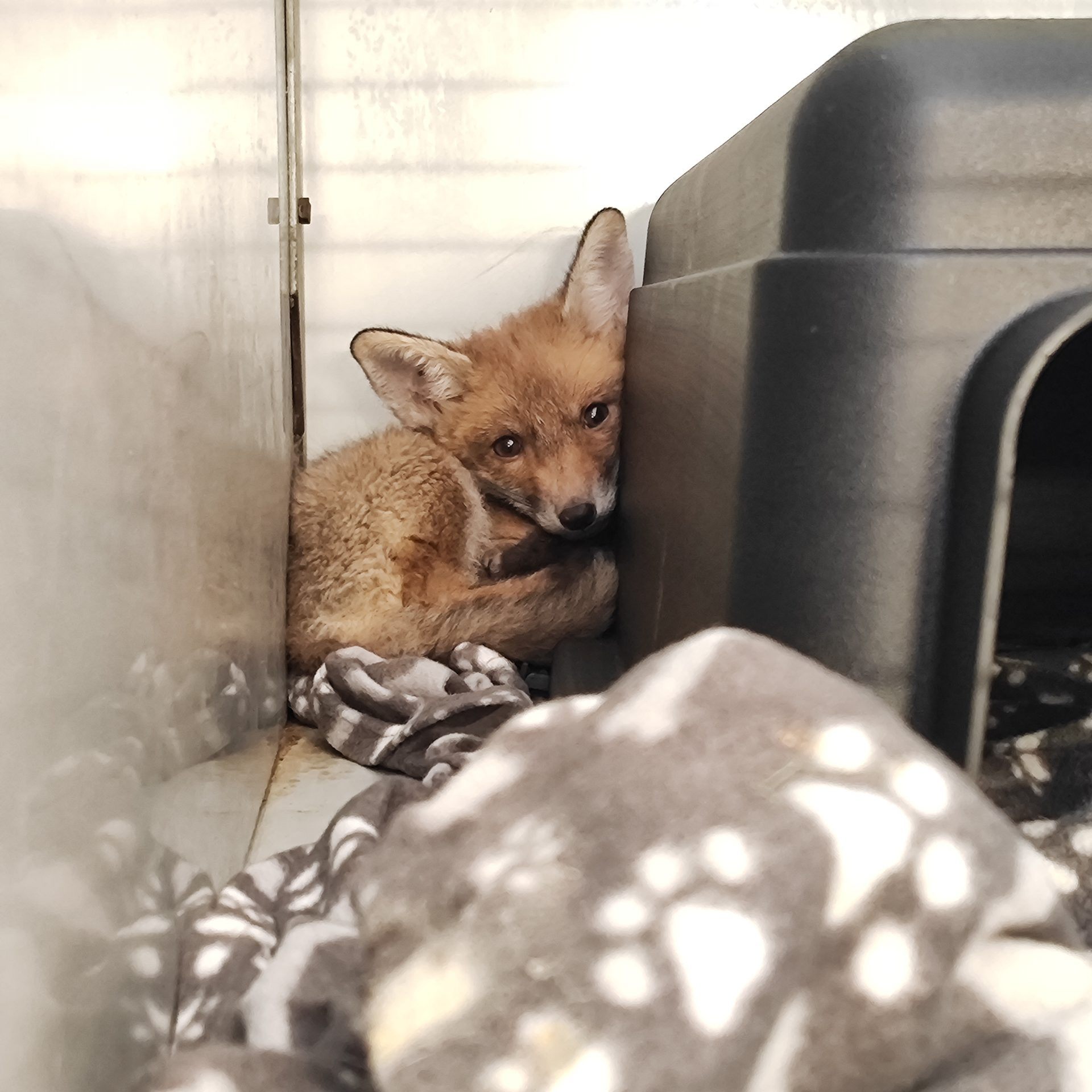 In Wien-Hietzing wurde ein junger Fuchs gefunden.