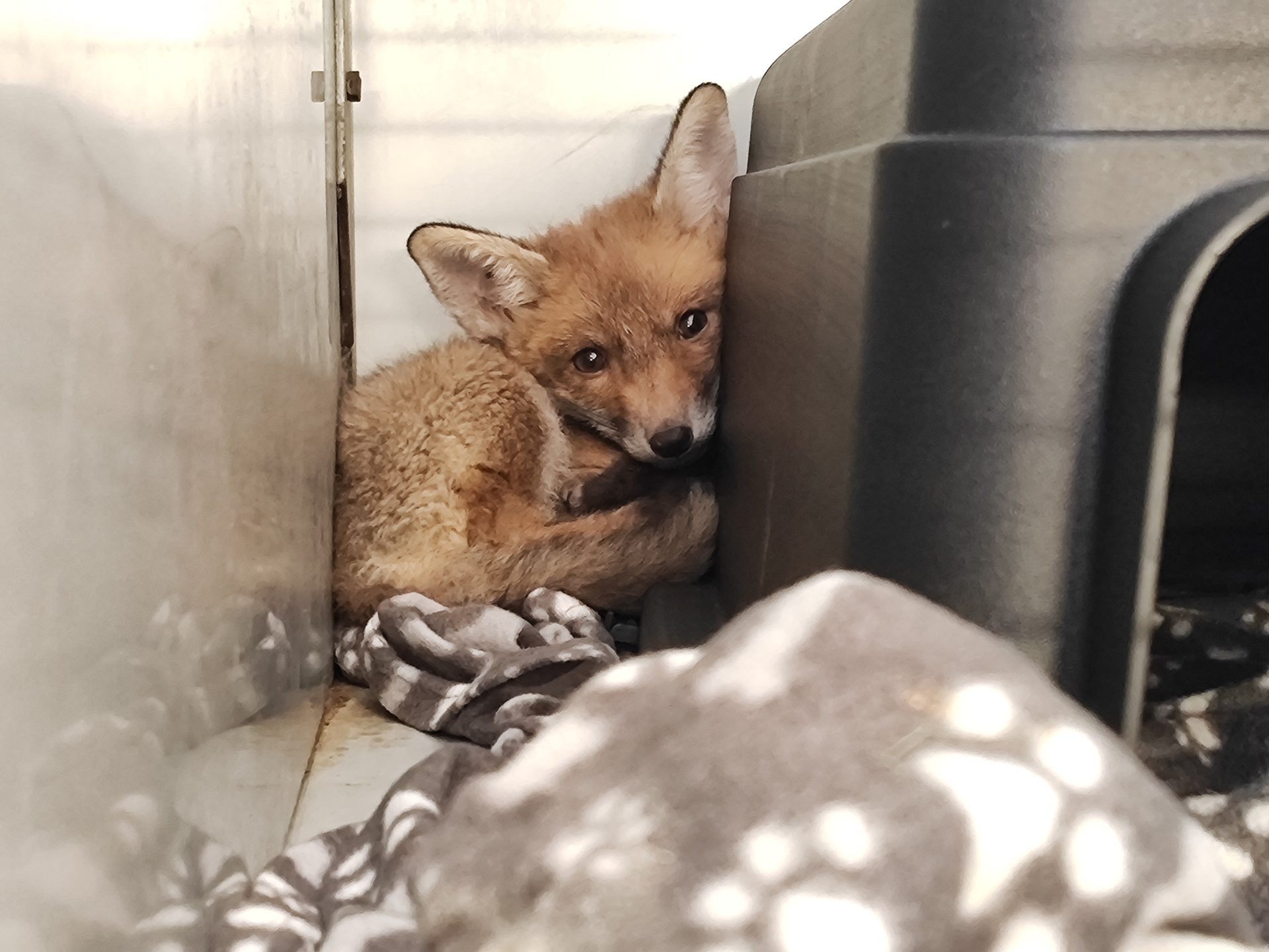 In Wien-Hietzing wurde ein junger Fuchs gefunden.