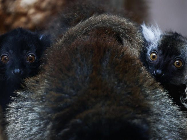 Die beiden Jungtiere klammern sich an ihre Mutter.