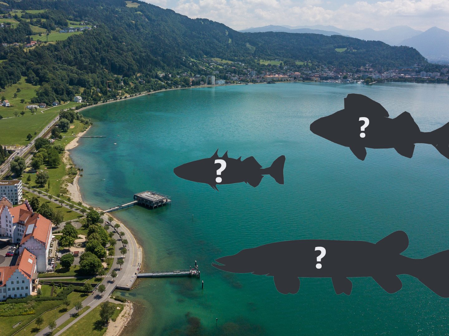 woher-wir-wissen-welche-fische-im-bodensee-leben-vol-at