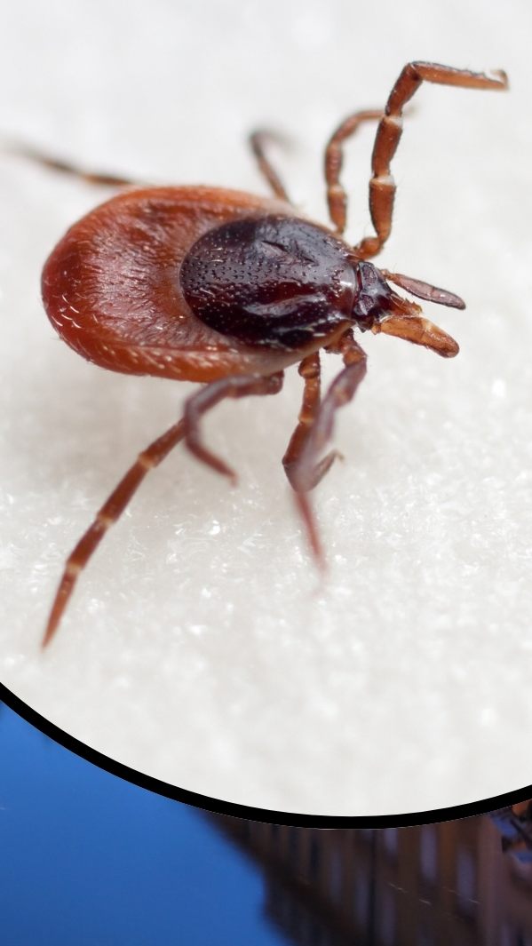 Riesenzecke in Triest (Symbolbild)