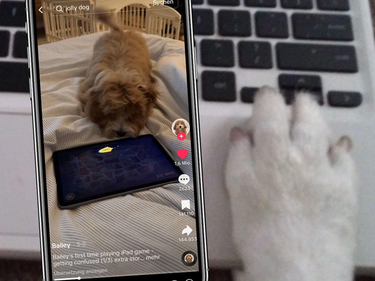 Ein entzückendes Video zeigt einen Hund, der das erste Mal das iPad-Spiel "Jelly Pet" spielt und dabei vor Aufregung kaum stillhalten kann.