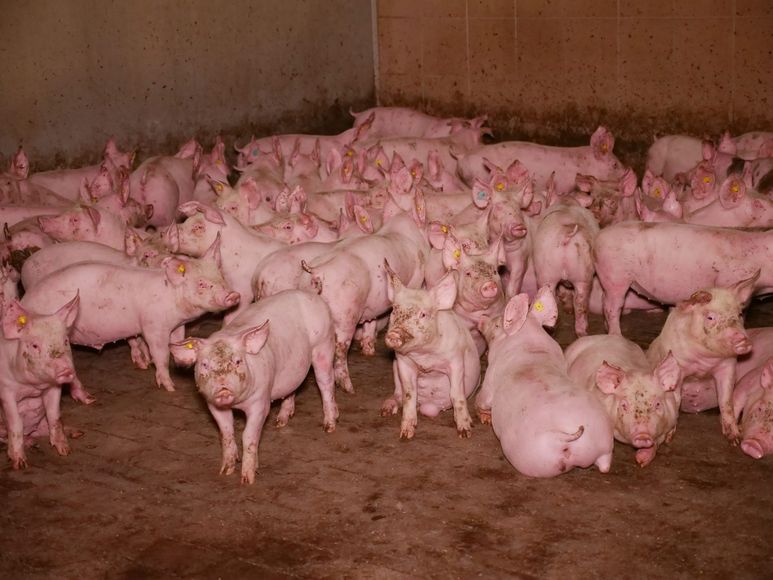 Der VGT ortete Missstände in einem Schweinemast-Betrieb in Niederösterreich. Der VGT ortete Missstände in einem Schweinemast-Betrieb in Niederösterreich.