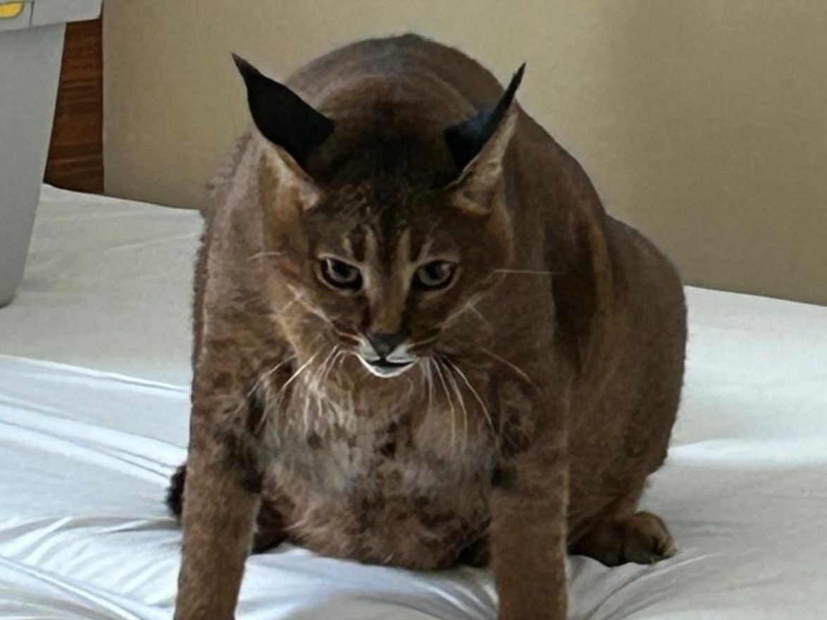 Hybridkatze wog 16 Kilo.
