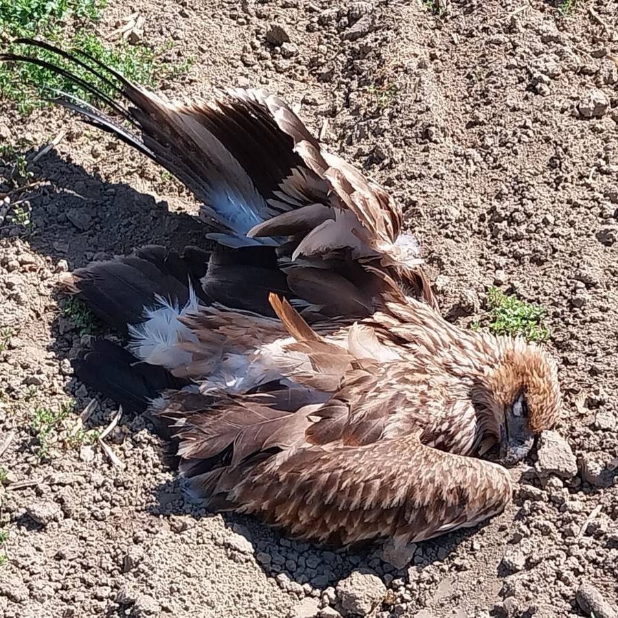 Der Kaiseradler wurde in Niederösterreich gefunden.