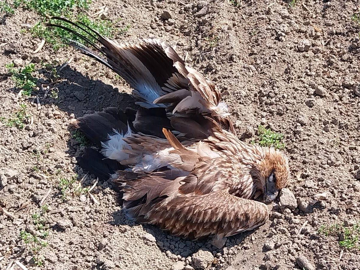 Der Kaiseradler wurde in Niederösterreich gefunden. Der Kaiseradler wurde in Niederösterreich gefunden.