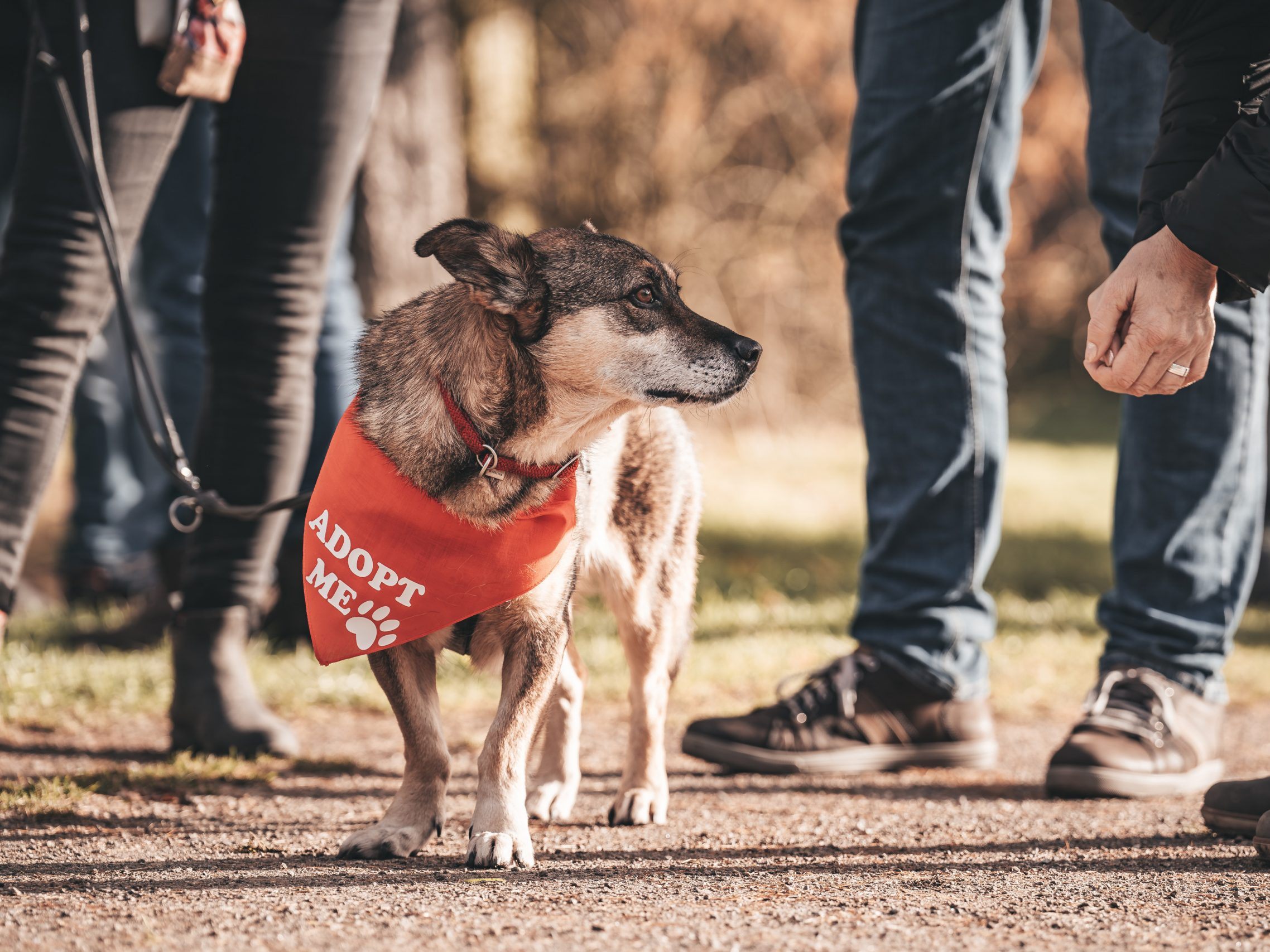 Die Adoptionshunde tragen beim "Bark Date" im Prater ein rotes Halstuch. Die Adoptionshunde tragen beim "Bark Date" im Prater ein rotes Halstuch.