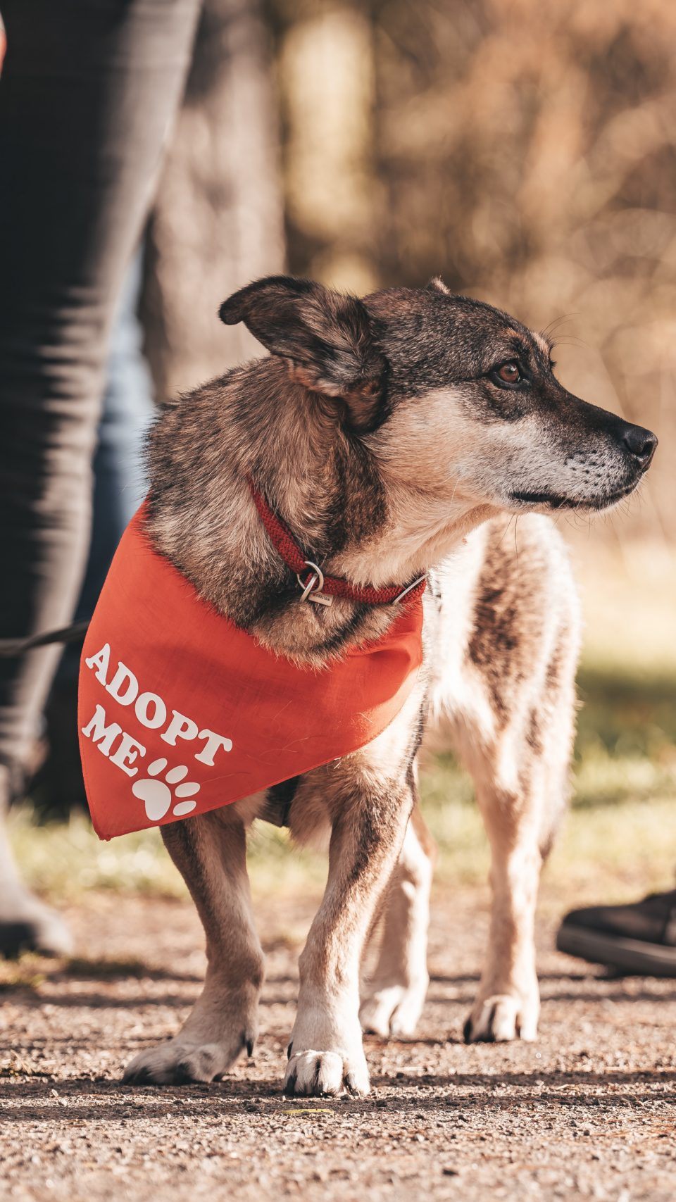 Die Adoptionshunde tragen beim "Bark Date" im Prater ein rotes Halstuch.