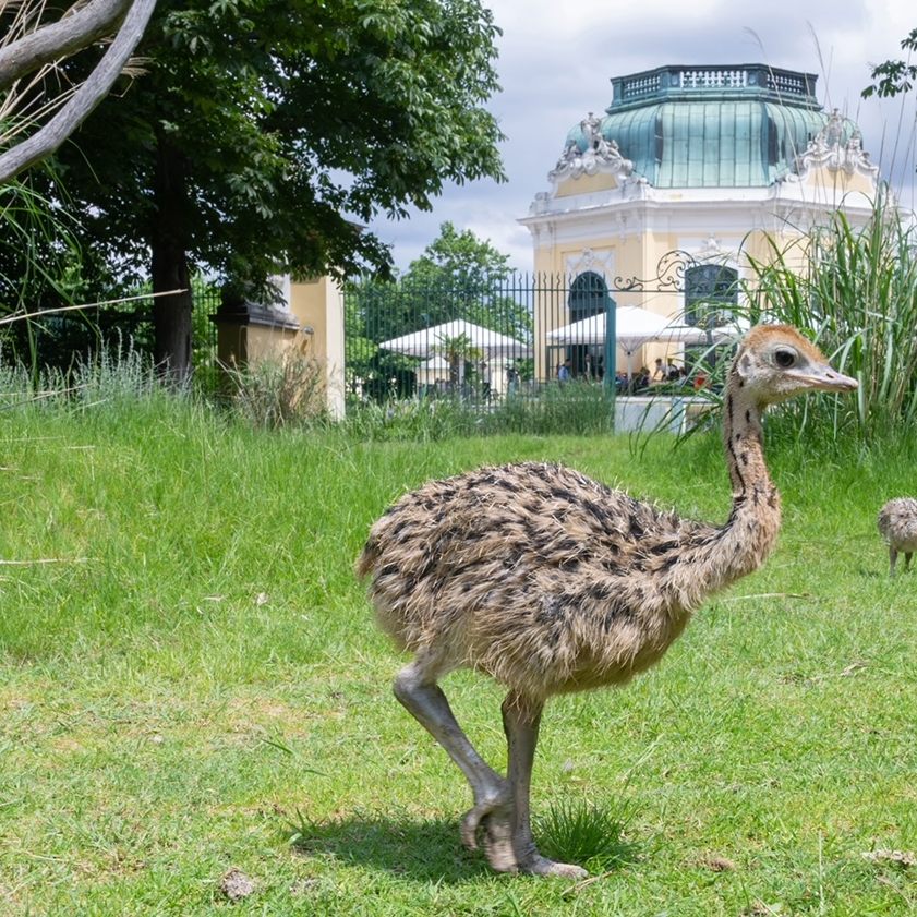 Der Wiener Tiergarten Schönbrunn freut sich über Straußen-Nachwuchs.