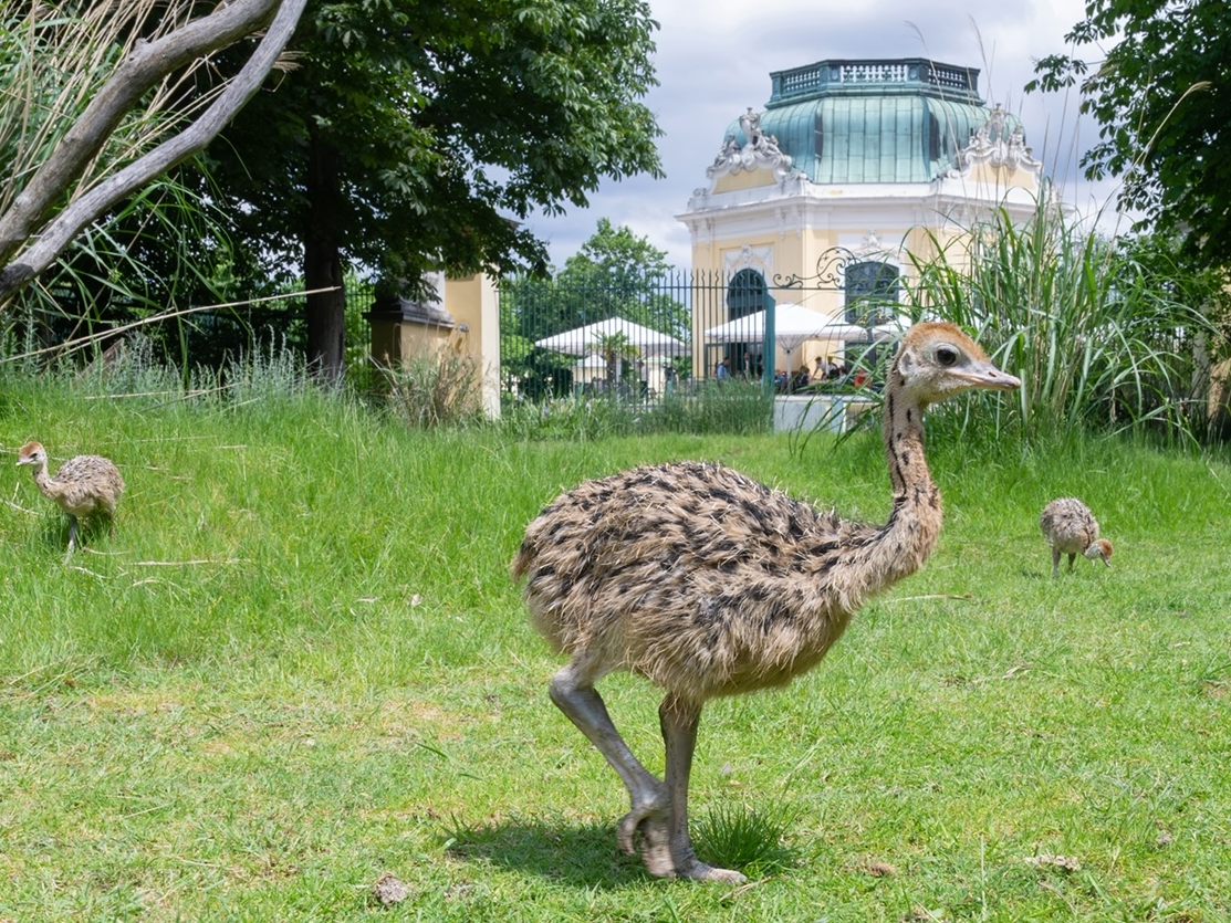 Der Wiener Tiergarten Schönbrunn freut sich über Straußen-Nachwuchs.