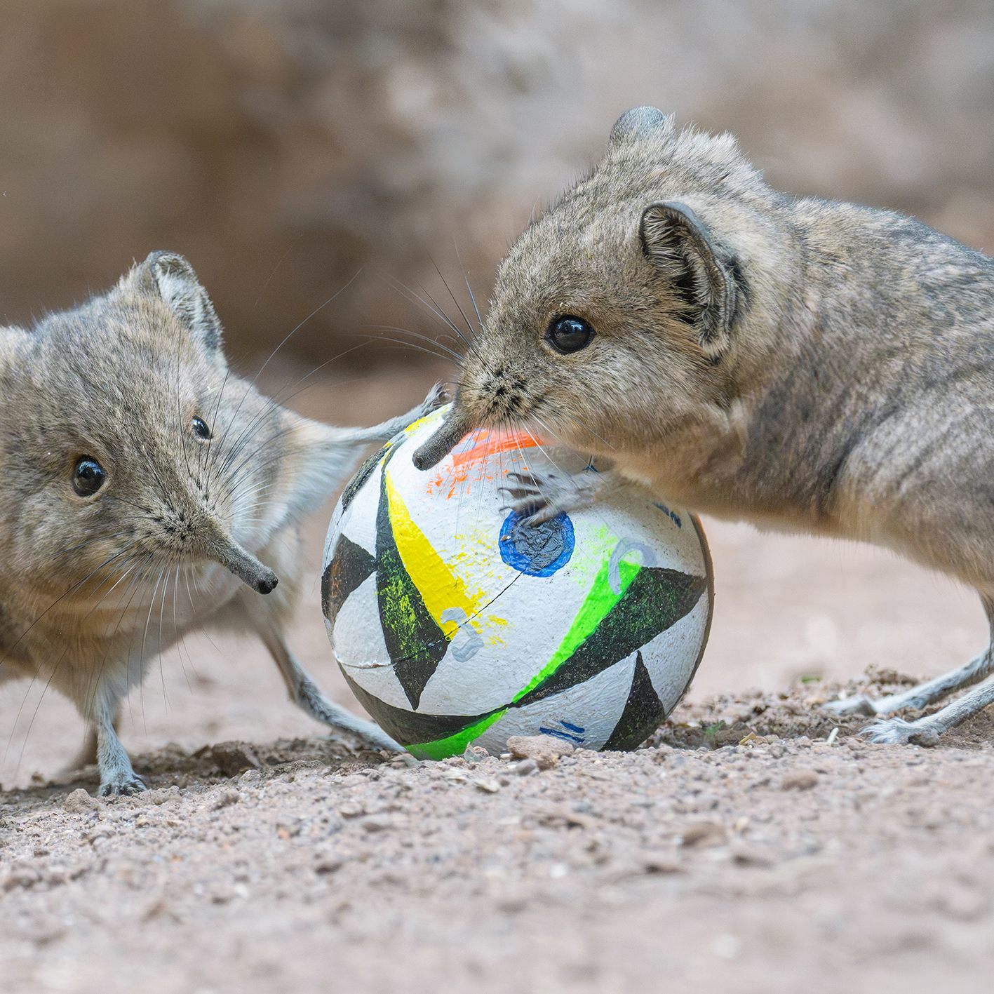 "Von der gegnerischen Verteidigung sind die flinken Winzlinge nicht aufzuhalten" so Prohaska über die Kurzohrrüsselspringer.