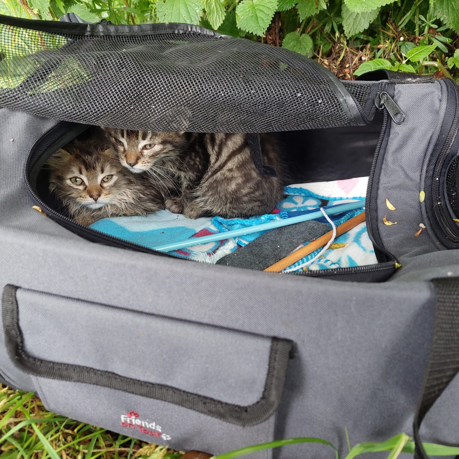 Die in Kärnten ausgesetzten Katzen wurden in ein Tierheim gebracht.