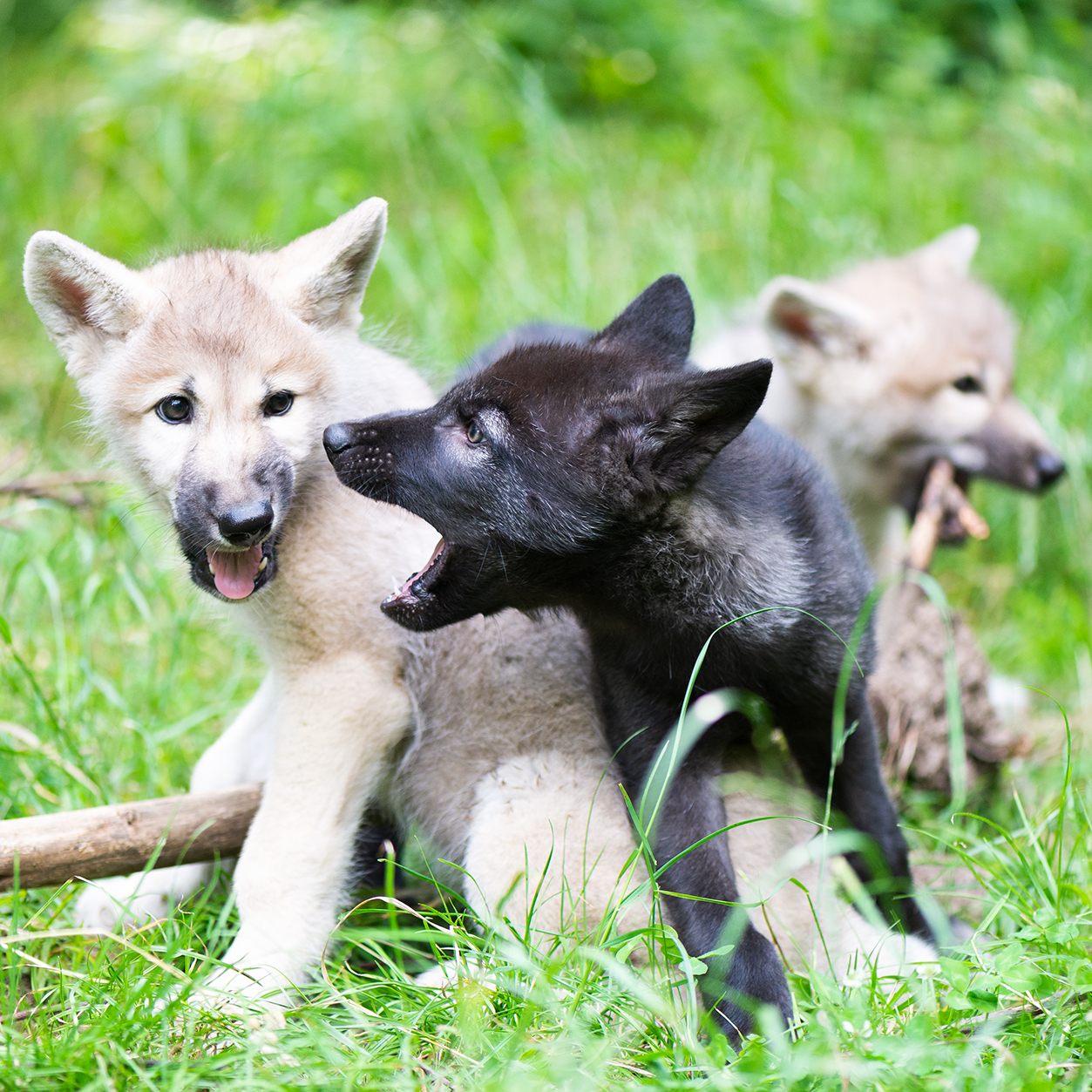 Drei neue Wolfswelpen erblickten im Wolfsforschungszentrum Ernstbrunn das Licht der Welt.