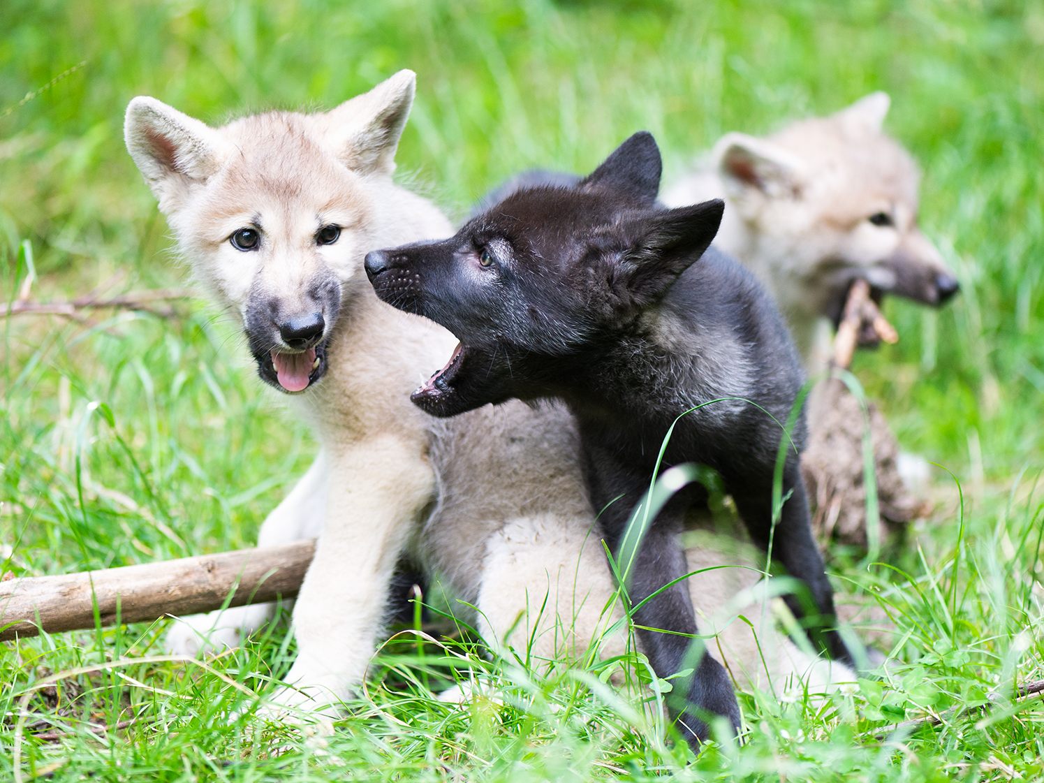 Drei neue Wolfswelpen erblickten im Wolfsforschungszentrum Ernstbrunn das Licht der Welt. Drei neue Wolfswelpen erblickten im Wolfsforschungszentrum Ernstbrunn das Licht der Welt.