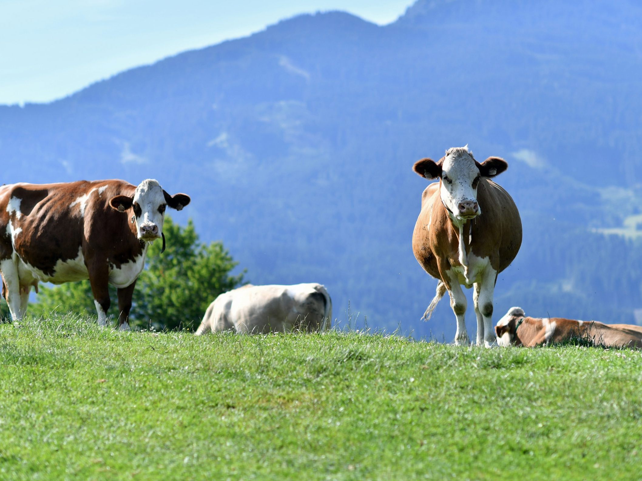 In Salzburg wurden drei Frauen von einer Kuh-Herde attackiert.