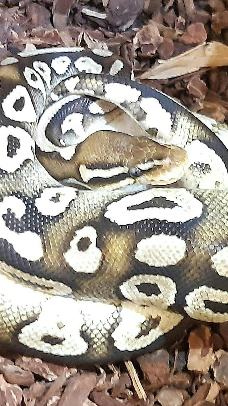 Der Königspython wurde eingefangen und zur Auffangstation im Haus des Meeres gebracht.