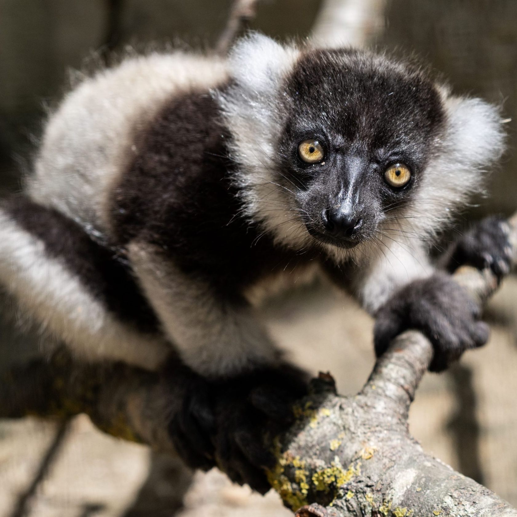 Der Zoo Schmiding freut sich über den Nachwuchs.