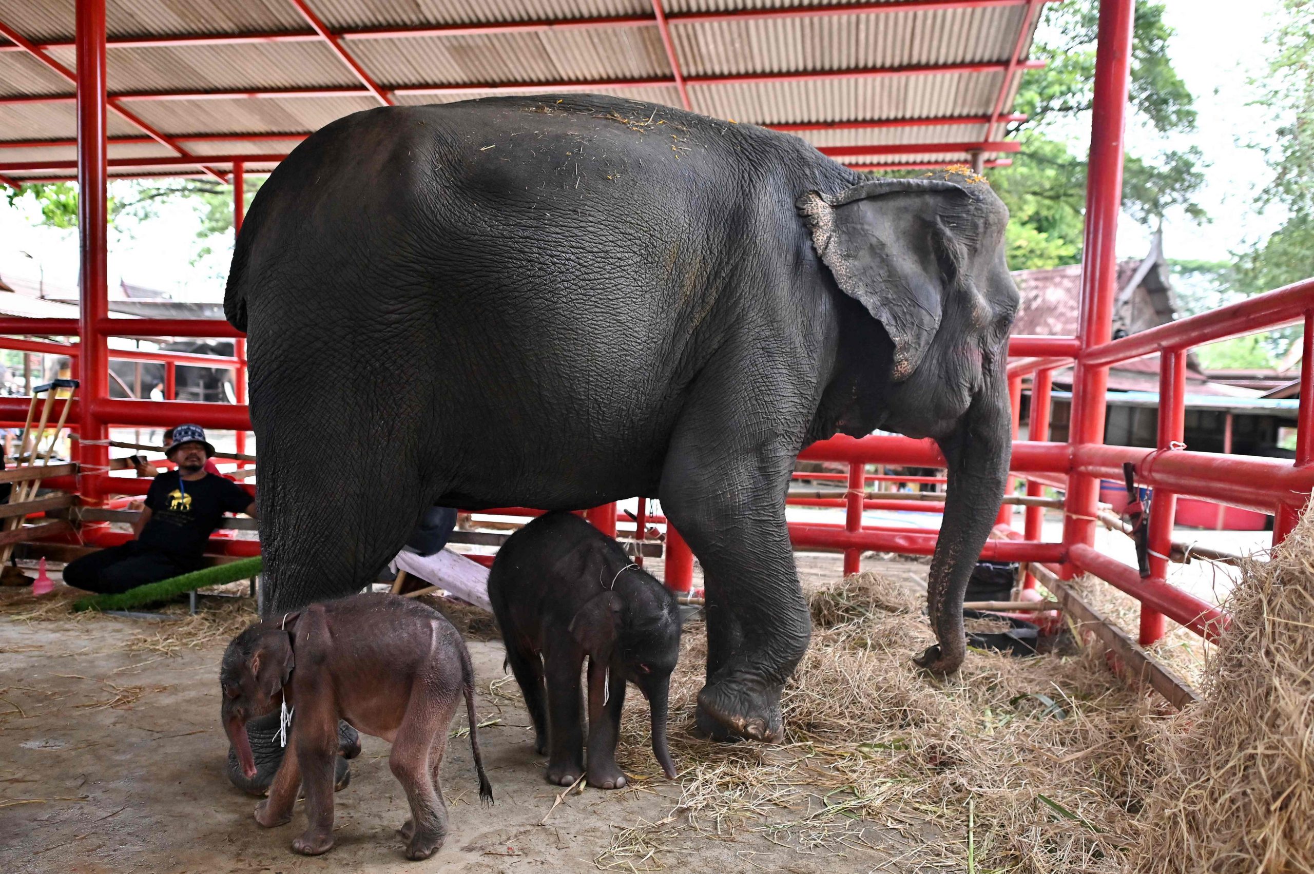 Die neugeborenen Elefantenzwillinge, ein Weibchen (L) und ein Männchen (C), stehen am 10. Juni 2024 neben ihrer Mutter Jamjuree im Ayutthaya Elephant Palace and Royal Kraal in Ayutthaya. 