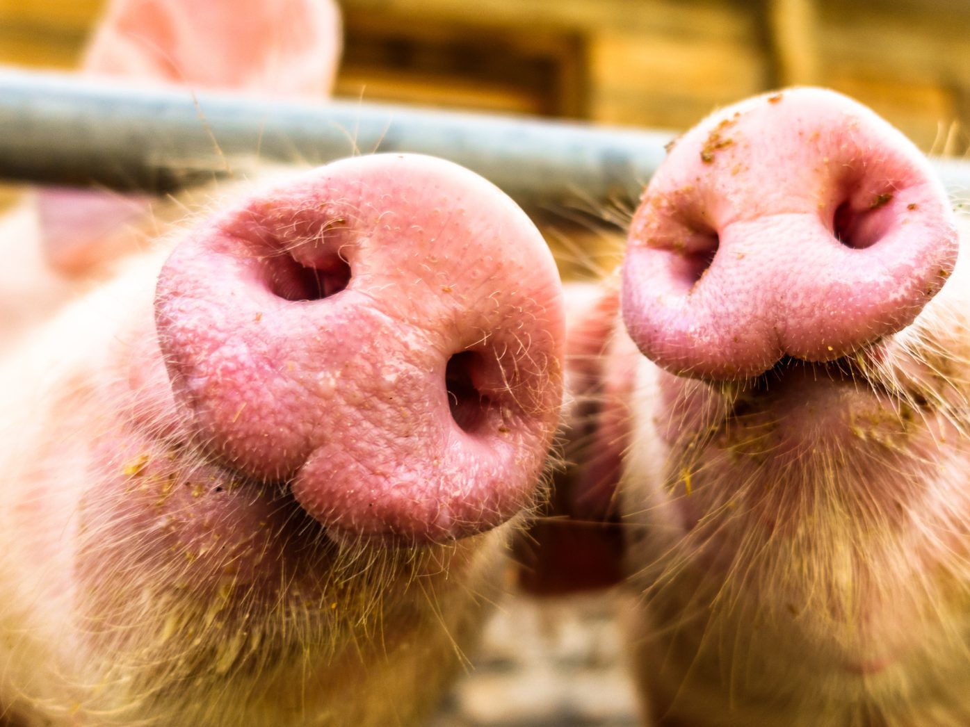 Die Qualität des Schweinefleisches zeigt sich weiterhin unverändert. Die Qualität des Schweinefleisches zeigt sich weiterhin unverändert.