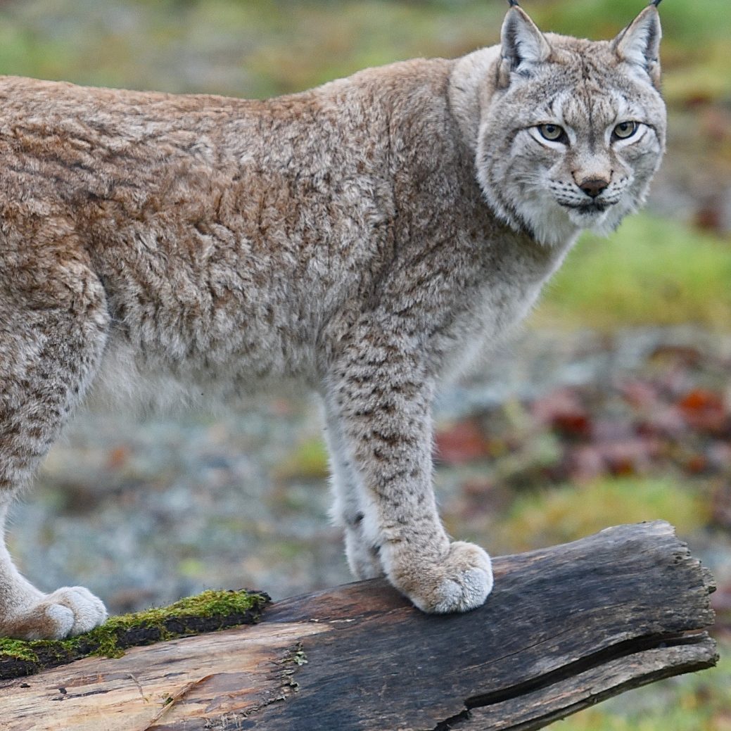 Am 11. Juni ist der Tag des Luchses.