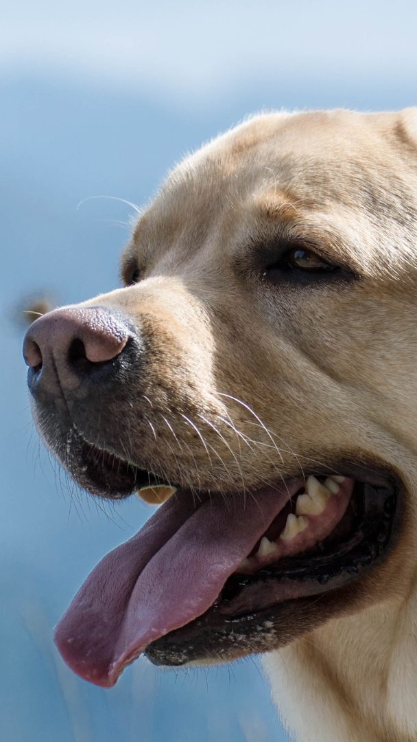 So erkennt man Überhitzung beim Haustier.