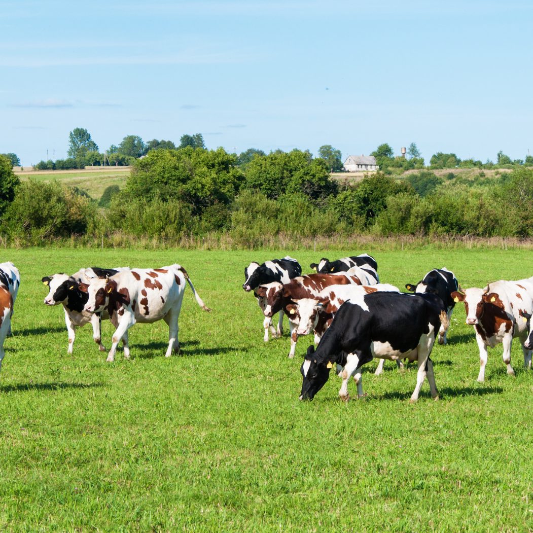 In Österreich steigt die Milchkuh-Population an.