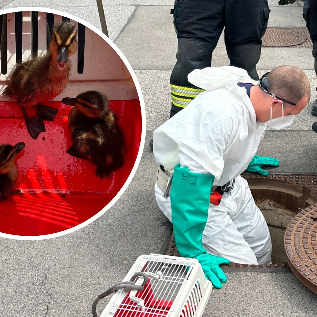 Die Küken-Rettung war erfolgreich.