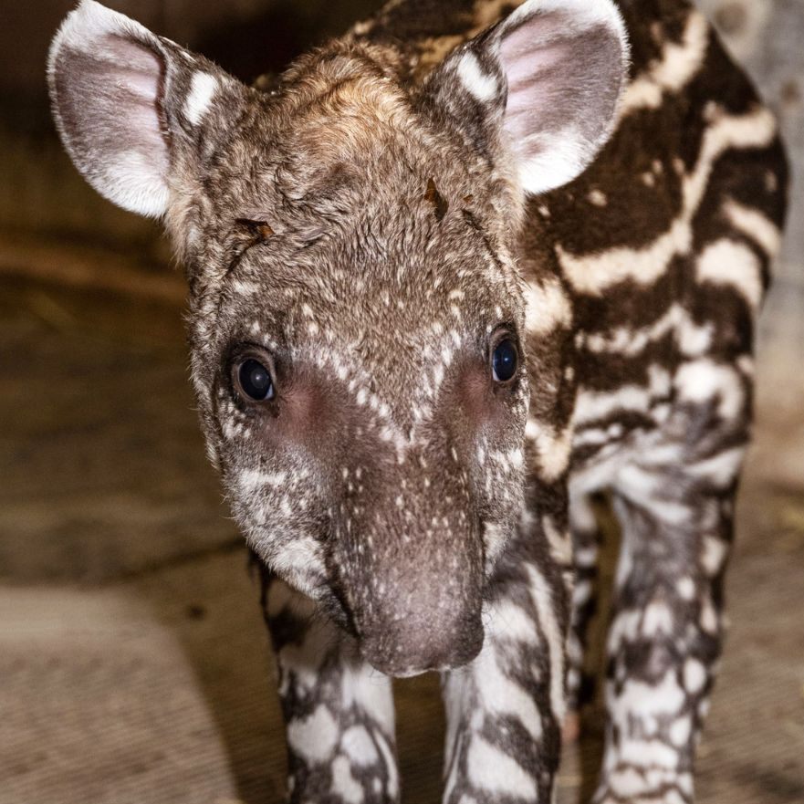 "Merima" ist das zweite Baby von Tapirweibchen Donna Lucia.