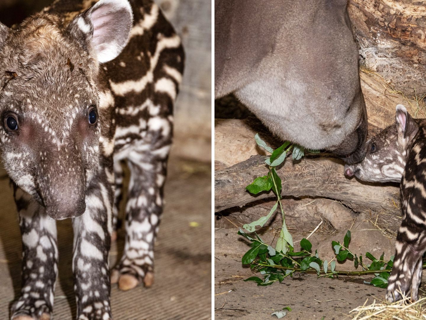 "Merima" ist das zweite Baby von Tapirweibchen Donna Lucia. "Merima" ist das zweite Baby von Tapirweibchen Donna Lucia.