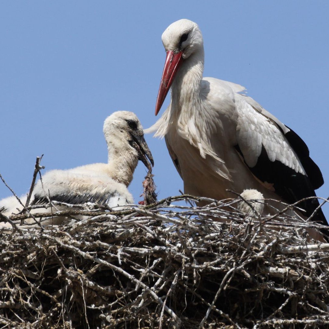 27 Brutpaare wurden in Rust gezählt.
