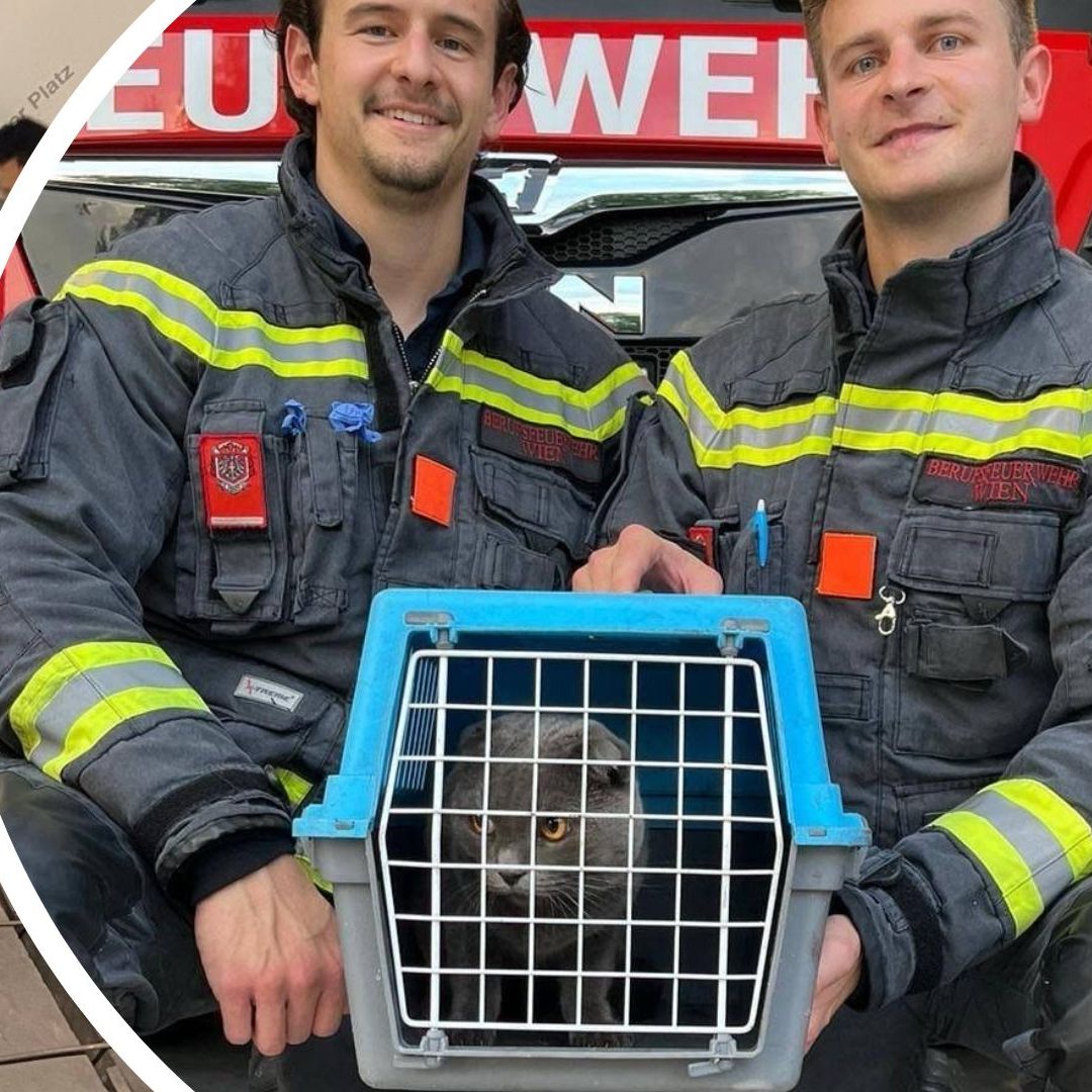 Die Berufsfeuerwehr Wien brachte den Stubentiger in Sicherheit.