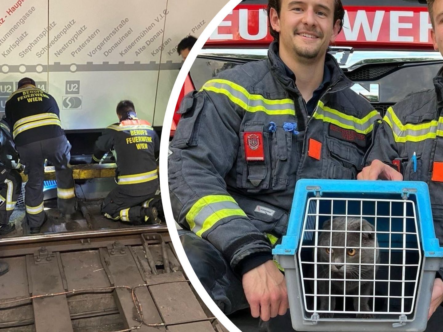 Die Berufsfeuerwehr Wien brachte den Stubentiger in Sicherheit. Die Berufsfeuerwehr Wien brachte den Stubentiger in Sicherheit.