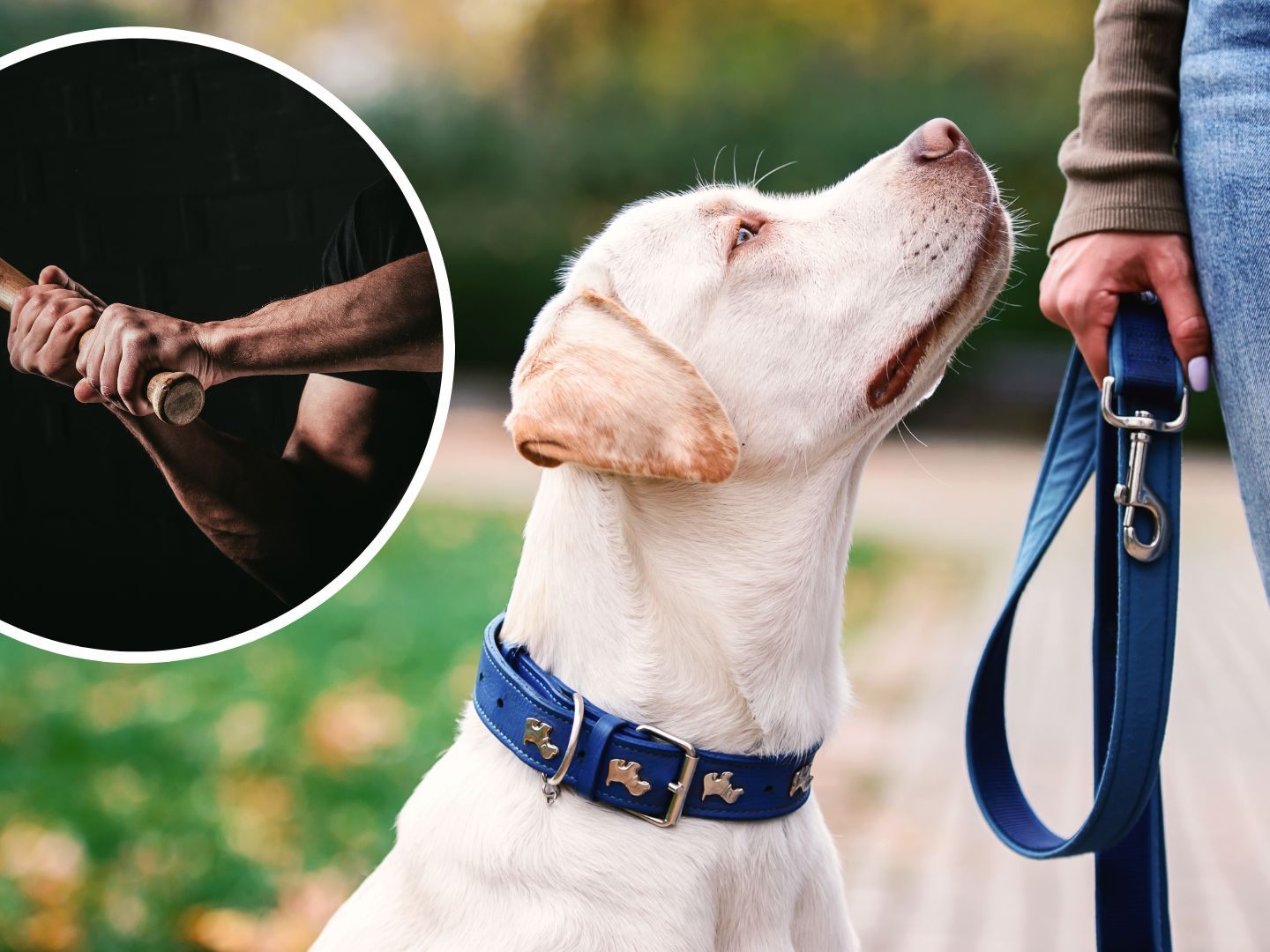 Beim Gassi-Gehen mit ihrem Hund wurde eine 72-Jährige mit dem Umbringen bedroht.