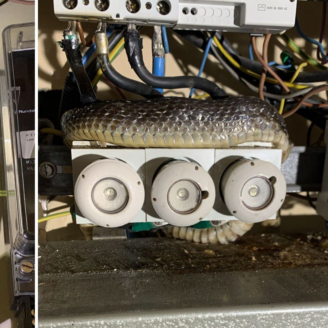 Ungewöhnlicher Fund im Zählerkasten.