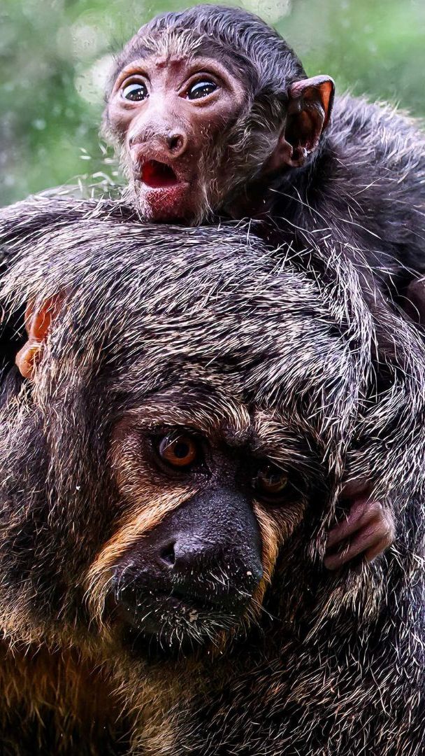 Im Haus des Meeres freut man sich über Nachwuchs bei den Affen.