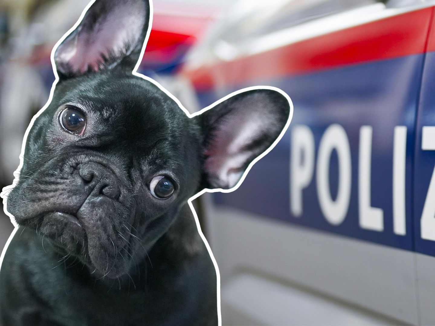 Der Mann soll wieder einen Hund gequält haben.