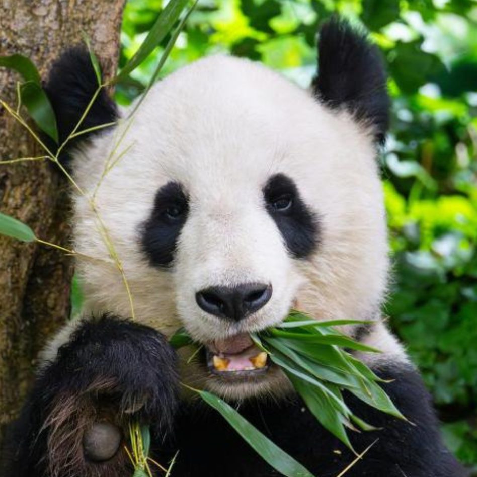 Die Schönbrunner Pandas Yang Yang und Yuan Yuan kehren nach China zurück.