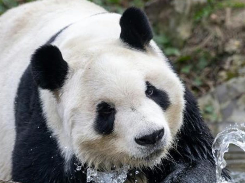 Die Schönbrunner Pandas Yang Yang und Yuan Yuan kehren nach China zurück.