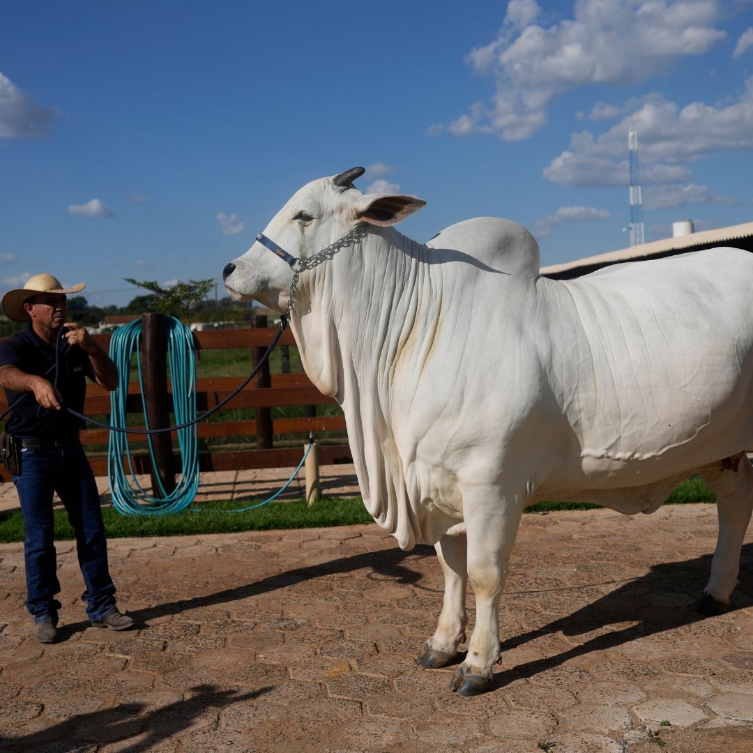 Das ist sie: Die perfekte Kuh.