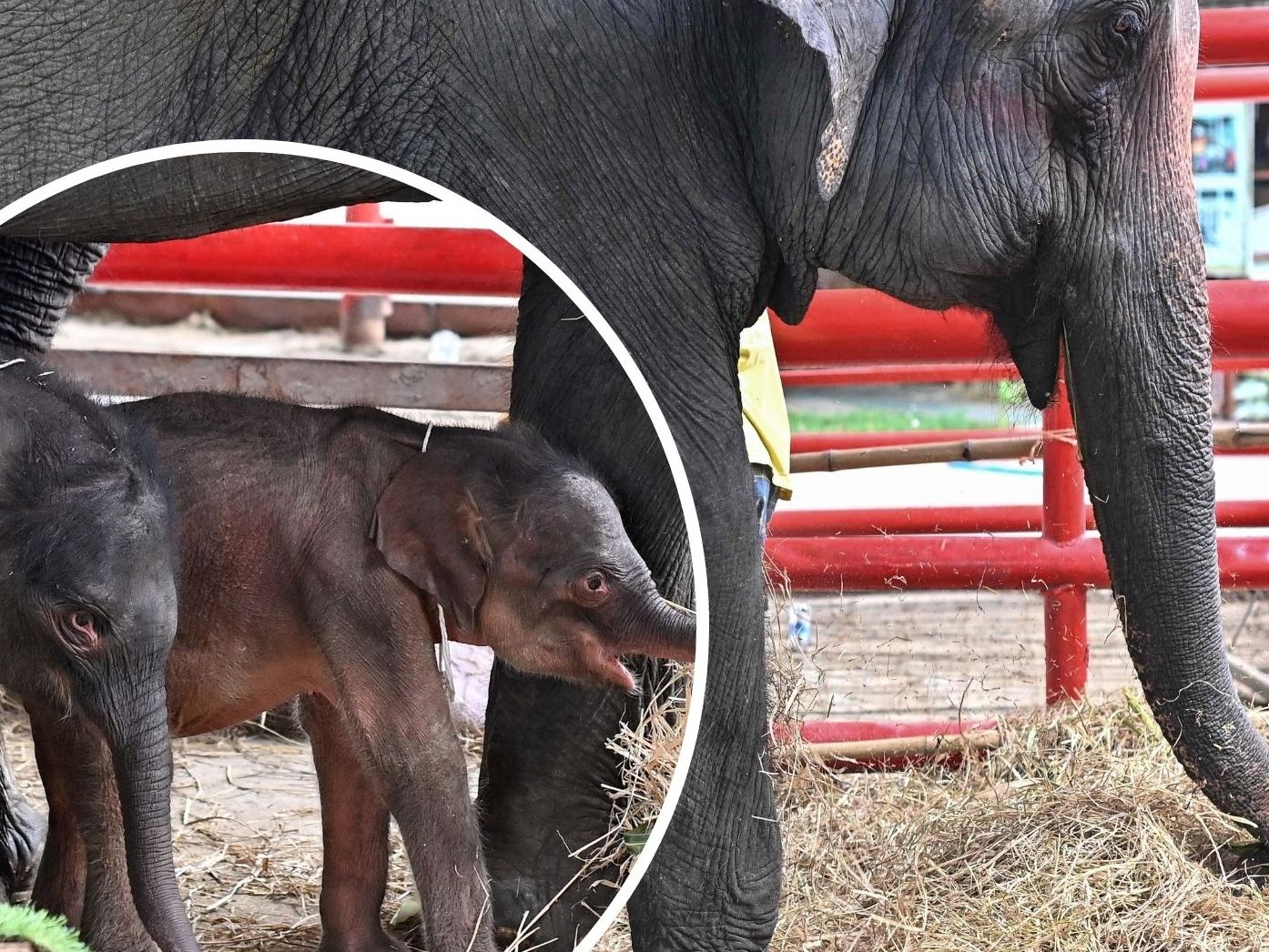 Die 36-jährige Elefantendame „Pang Jamjuree“ hat im „Ayutthaya Elephant Palace and Royal Kraal“ im Norden von Bangkok Zwillinge zur Welt gebracht.