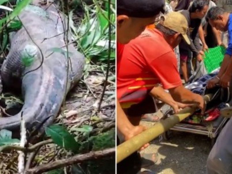Eine Schlange hat in Indonesien eine ganze Frau verschlungen. Eine Schlange hat in Indonesien eine ganze Frau verschlungen.