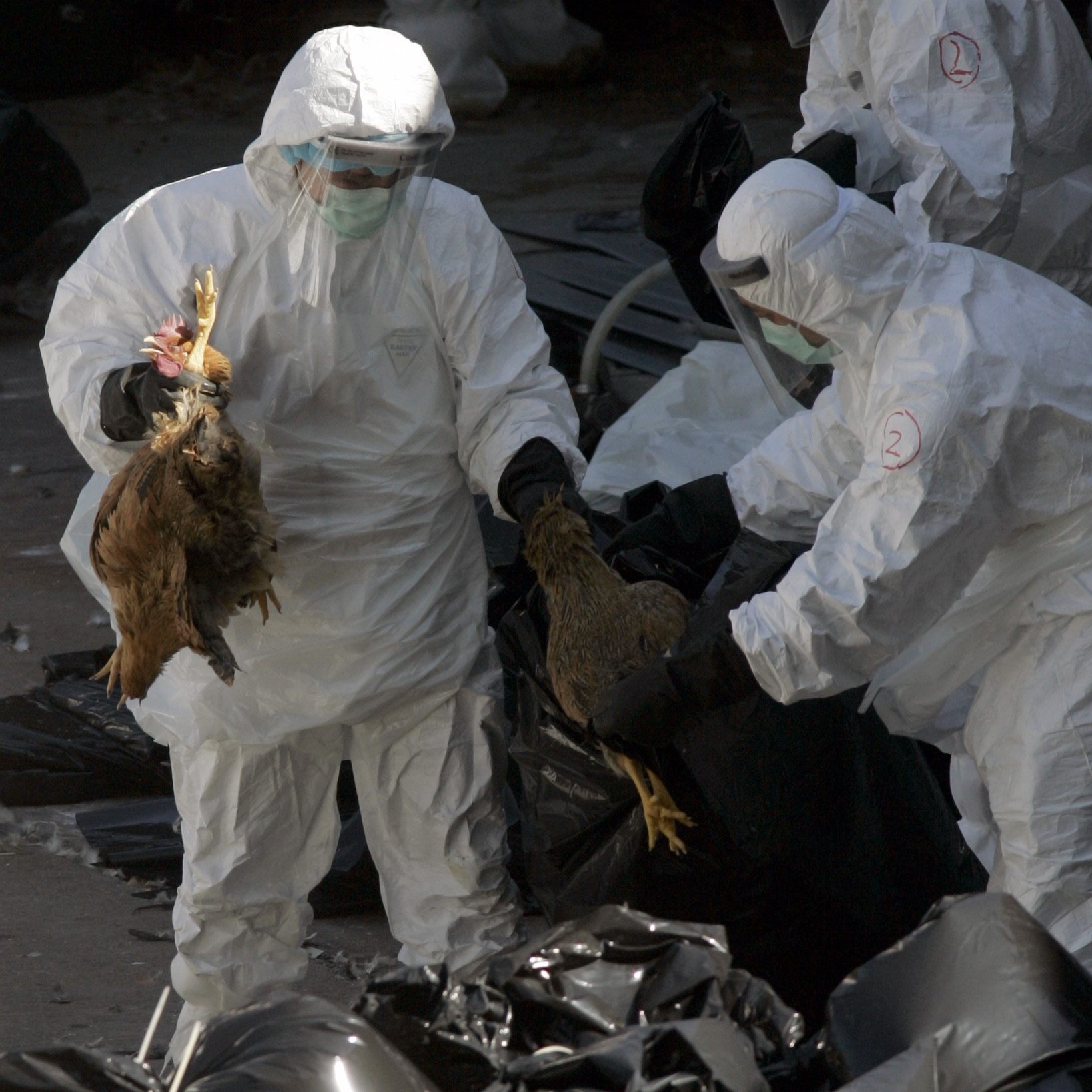 Der weltweit erste Tod eines Menschen durch Vogelgrippe H5N2 wurde gemeldet.