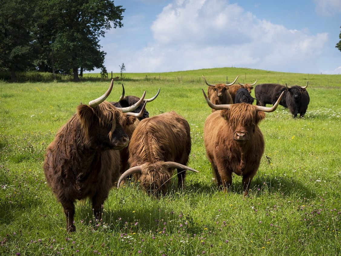 Die im Waldviertel ausgebüxten Hochlandrinder wurden getötet.