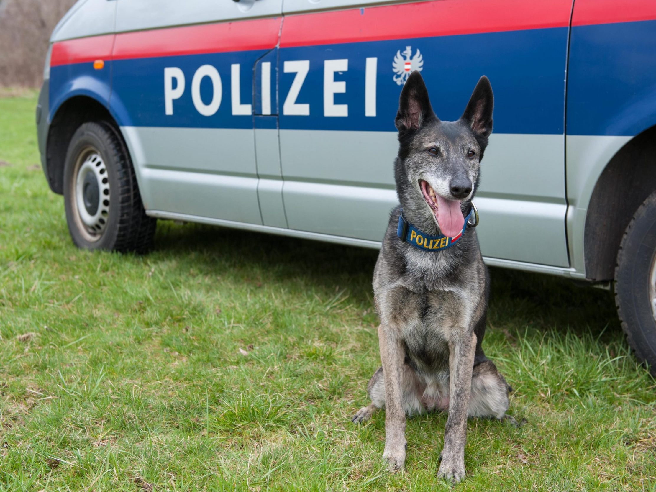Die Polizeidiensthundeeinheit wird für Schüler in Wien präsentiert. Die Polizeidiensthundeeinheit wird für Schüler in Wien präsentiert.