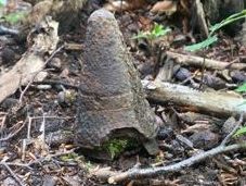 Im Klosterwald bei Wien wurde Kriegsmaterial entdeckt.
