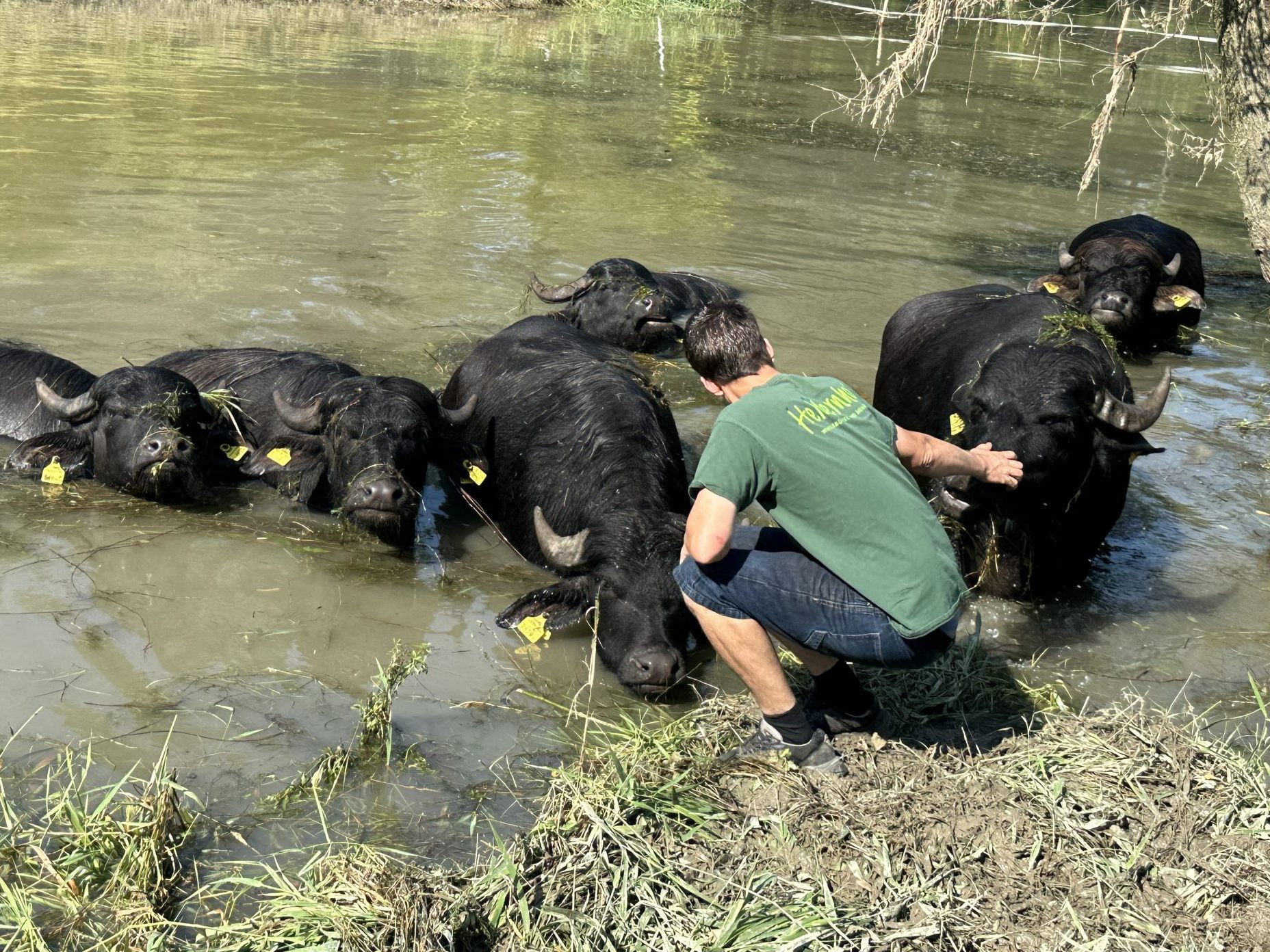 Im Alten Rhein in Höchst badet aktuell wieder eine Büffelherde. Im Alten Rhein in Höchst badet aktuell wieder eine Büffelherde.