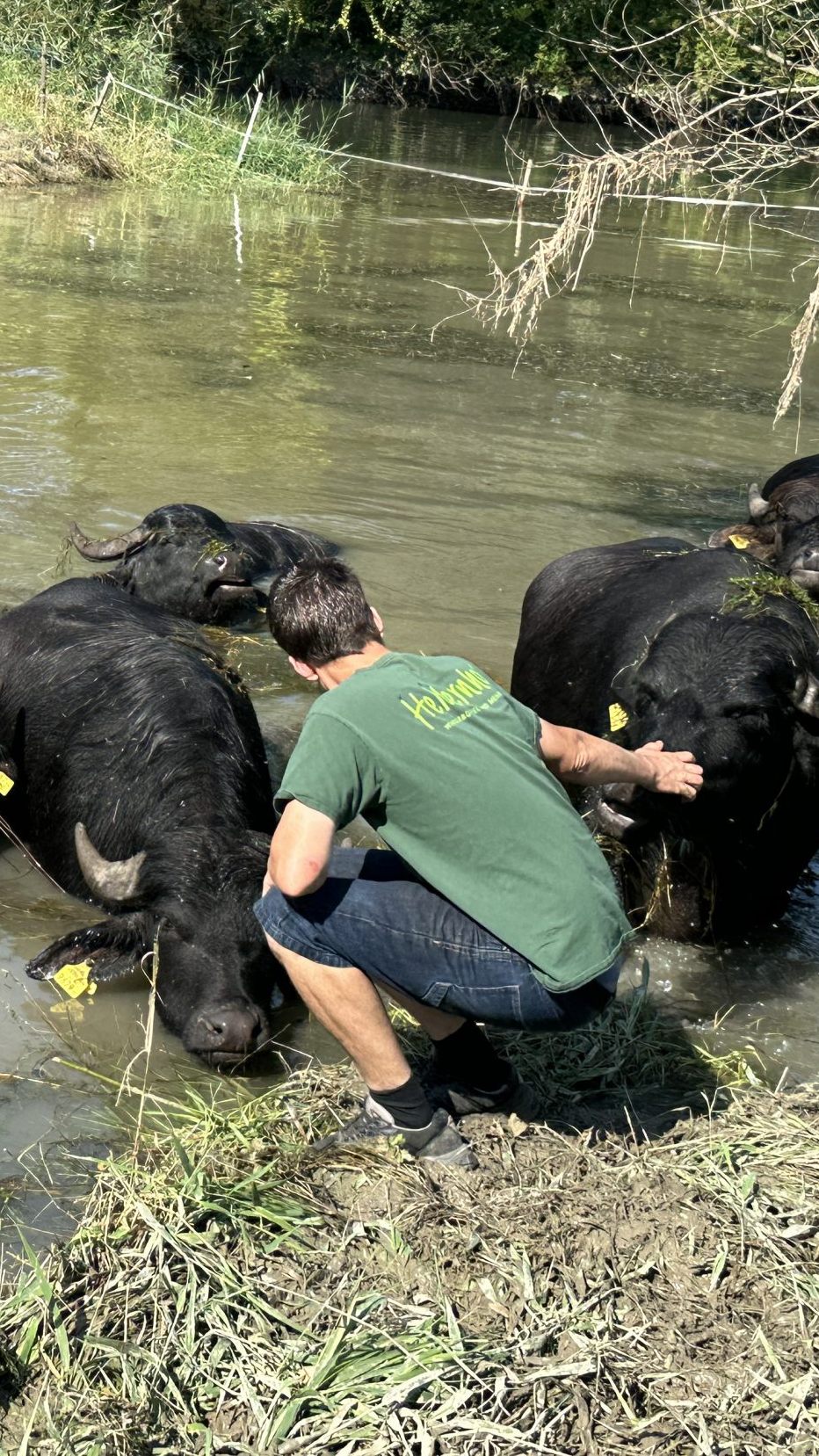 Im Alten Rhein in Höchst badet aktuell wieder eine Büffelherde.
